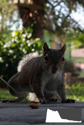 Squirrel6-Original JPEG